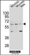 Leukocyte Immunoglobulin Like Receptor A2 antibody, 55-193, ProSci, Western Blot image 