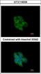 Glutaredoxin 3 antibody, GTX118339, GeneTex, Immunofluorescence image 