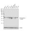 Peroxiredoxin 4 antibody, GTX15574, GeneTex, Western Blot image 