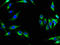 Neuregulin 4 antibody, A64124-100, Epigentek, Immunofluorescence image 