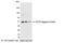 ECS antibody, A190-102A, Bethyl Labs, Western Blot image 