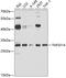 TNF Superfamily Member 14 antibody, 18-439, ProSci, Western Blot image 