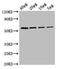 Glycerol Kinase antibody, orb240597, Biorbyt, Western Blot image 