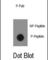 ABL Proto-Oncogene 1, Non-Receptor Tyrosine Kinase antibody, abx031820, Abbexa, Western Blot image 