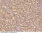 Cadherin 6 antibody, 80277-T24, Sino Biological, Immunohistochemistry frozen image 