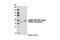 Adhesion Regulating Molecule 1 antibody, 12019S, Cell Signaling Technology, Western Blot image 