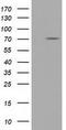 Tripartite Motif Containing 2 antibody, TA501551, Origene, Western Blot image 