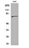 BMX Non-Receptor Tyrosine Kinase antibody, orb160136, Biorbyt, Western Blot image 