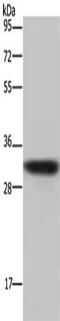 Aquaporin 4 antibody, CSB-PA905782, Cusabio, Western Blot image 