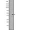 G Protein-Coupled Receptor 183 antibody, abx147534, Abbexa, Western Blot image 