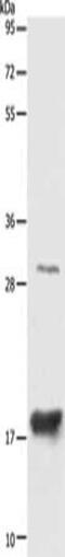 Anterior Gradient 2, Protein Disulphide Isomerase Family Member antibody, CSB-PA960585, Cusabio, Western Blot image 