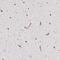 Neurite Extension And Migration Factor antibody, PA5-51383, Invitrogen Antibodies, Immunohistochemistry frozen image 