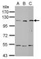 Alanyl-TRNA Synthetase antibody, NBP2-15332, Novus Biologicals, Western Blot image 