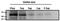 TAMRA  antibody, MA1-041, Invitrogen Antibodies, Western Blot image 