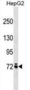 Monooxygenase DBH Like 1 antibody, abx029812, Abbexa, Western Blot image 