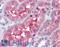 Gamma-Butyrobetaine Hydroxylase 1 antibody, LS-B4468, Lifespan Biosciences, Immunohistochemistry frozen image 