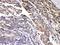 Protein Kinase CAMP-Dependent Type I Regulatory Subunit Alpha antibody, PA5-79867, Invitrogen Antibodies, Immunohistochemistry frozen image 