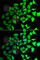 Transaldolase 1 antibody, A6762, ABclonal Technology, Immunofluorescence image 