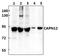 Calpain 12 antibody, PA5-75979, Invitrogen Antibodies, Western Blot image 