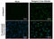 Dengue virus antibody, GTX629477, GeneTex, Immunocytochemistry image 