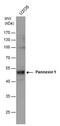 Pannexin 1 antibody, PA5-78455, Invitrogen Antibodies, Western Blot image 