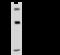 Golgin A2 antibody, 202664-T46, Sino Biological, Western Blot image 