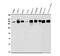 RNA Polymerase II Subunit A antibody, A01029-1, Boster Biological Technology, Western Blot image 