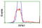 Ribophorin I antibody, LS-C173354, Lifespan Biosciences, Flow Cytometry image 