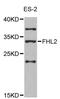 Four and a half LIM domains protein 2 antibody, STJ23664, St John