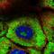 Ribosomal Protein L7 antibody, NBP2-34111, Novus Biologicals, Immunofluorescence image 