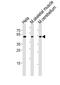 Homeobox C10 antibody, MBS9206197, MyBioSource, Western Blot image 