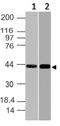 NFKB Inhibitor Like 1 antibody, A05691, Boster Biological Technology, Western Blot image 