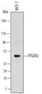 EP2 antibody, MAB6656, R&D Systems, Western Blot image 