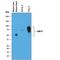 Lymphocyte Activating 3 antibody, AF3328, R&D Systems, Western Blot image 