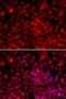 Interleukin Enhancer Binding Factor 2 antibody, LS-C334359, Lifespan Biosciences, Immunofluorescence image 