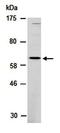 RAR Related Orphan Receptor A antibody, orb66985, Biorbyt, Western Blot image 