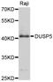 Dual Specificity Phosphatase 5 antibody, STJ112250, St John