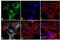 Discs Large MAGUK Scaffold Protein 2 antibody, 711031, Invitrogen Antibodies, Immunofluorescence image 