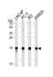 Transcription Elongation Factor A Like 1 antibody, abx029568, Abbexa, Western Blot image 