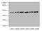 Succinate Receptor 1 antibody, A63524-100, Epigentek, Western Blot image 