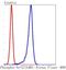 Nuclear Factor, Erythroid 2 Like 2 antibody, NBP2-67465, Novus Biologicals, Flow Cytometry image 