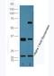 Golgi Reassembly Stacking Protein 1 antibody, orb100445, Biorbyt, Western Blot image 