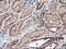 Tubulin Alpha Like 3 antibody, MA5-25772, Invitrogen Antibodies, Immunohistochemistry frozen image 