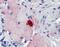 Thrombospondin 3 antibody, 42-082, ProSci, Immunohistochemistry paraffin image 