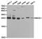 Mitotic Arrest Deficient 2 Like 1 antibody, TA327145, Origene, Western Blot image 