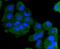 Keratin 13 antibody, NBP2-67689, Novus Biologicals, Immunofluorescence image 
