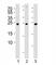 Ubiquitin C-Terminal Hydrolase L3 antibody, F47954-0.4ML, NSJ Bioreagents, Western Blot image 