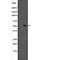 One Cut Homeobox 1 antibody, abx215856, Abbexa, Western Blot image 