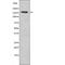 CF Transmembrane Conductance Regulator antibody, abx149256, Abbexa, Western Blot image 