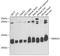 Translocase Of Inner Mitochondrial Membrane 10 antibody, A11593, Boster Biological Technology, Western Blot image 